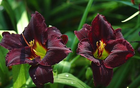 Marquis de Sade — Le Jardin du Marquis de Sade Marquis de Sade — Le Jardin du Marquis de Sade