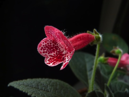 Marquis de Sade — Le Jardin du Marquis de Sade Marquis de Sade — Le Jardin du Marquis de Sade