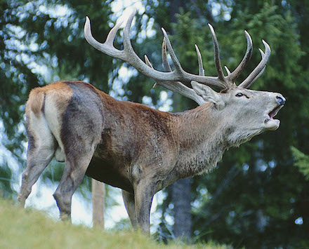 Marquis de Sade - 1 – Tout le bonheur des hommes est dans l'imagination...