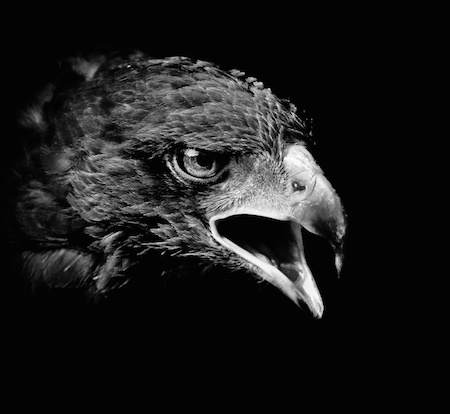 Marquis de Sade - L'Aigle, même s'il attrape des Poules, reste toujours un Aigle !