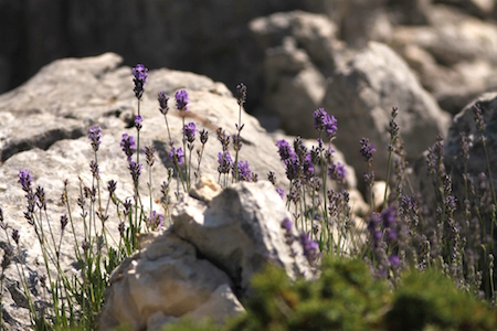 Marquis de Sade - Ô Dieu immortel ! Ô sagesse immuable ! Marquis de Sade - Ô Dieu immortel ! Ô sagesse immuable !