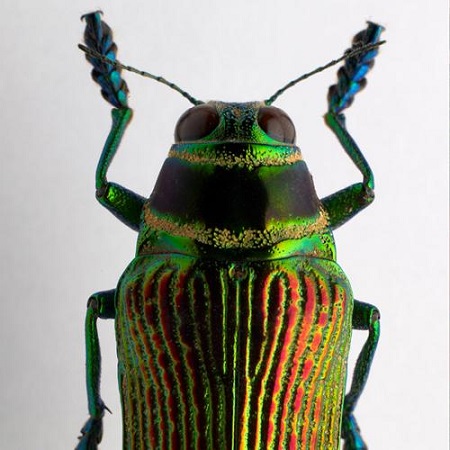 Marquis de Sade — Coléoptères, insectes extraordinaires